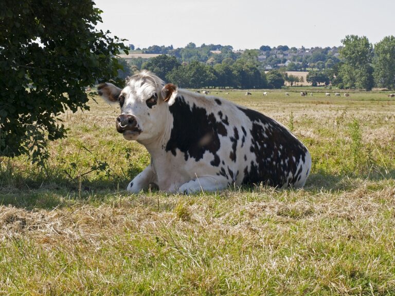 cow-1116778_1280