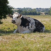 cow-1116778_1280